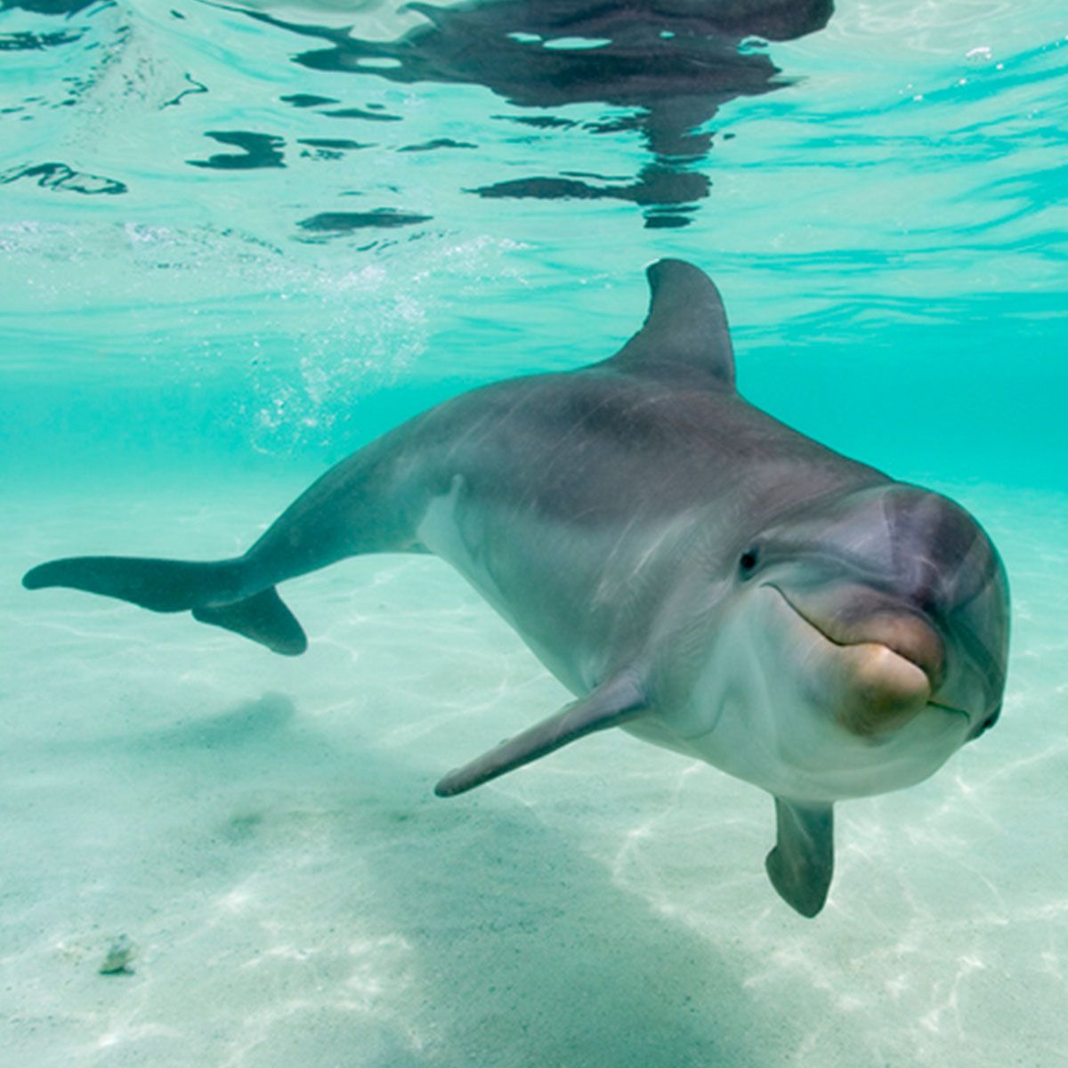 Dolphin