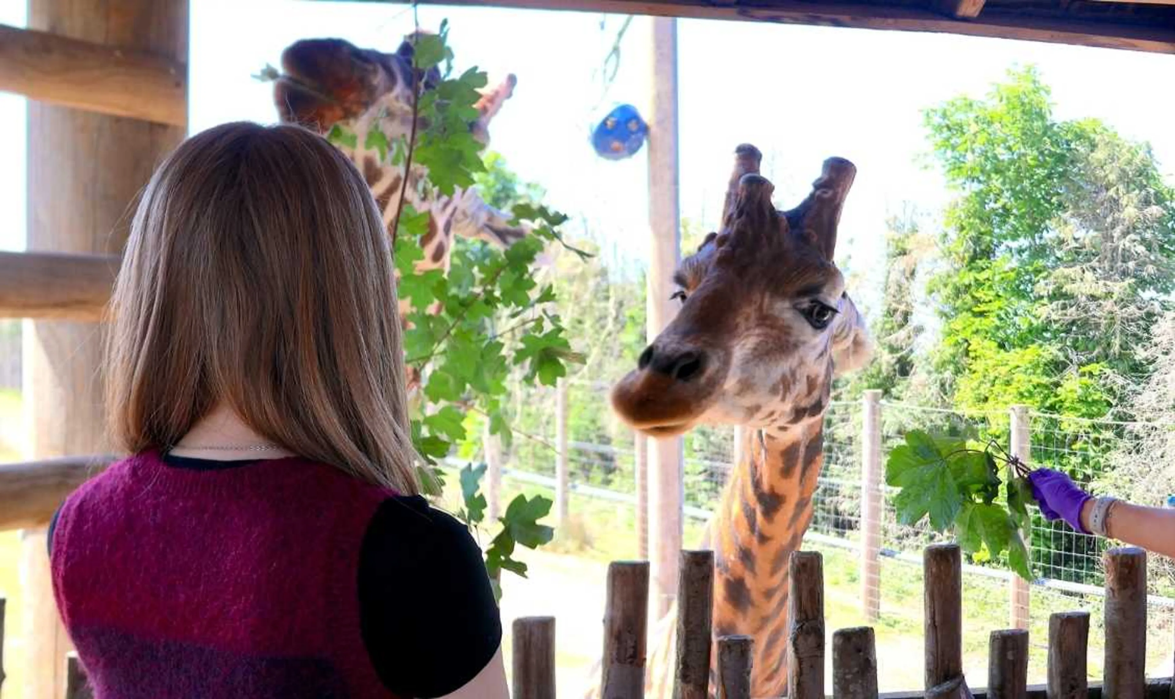 Save 15% on Animal Experiences & Early Bird Tours