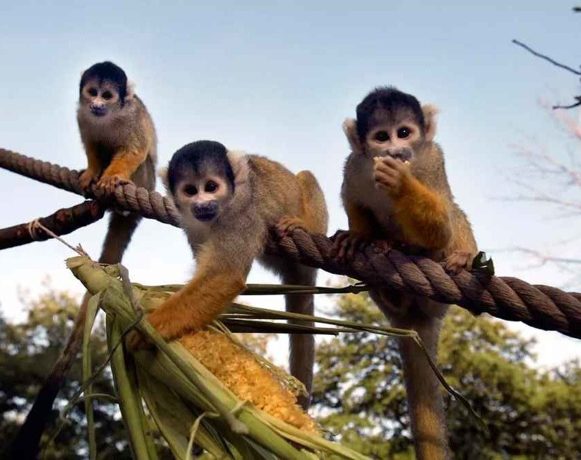 London Zoo
