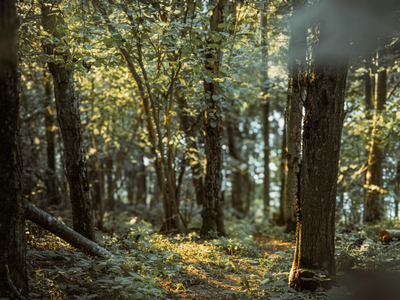 Forest walk