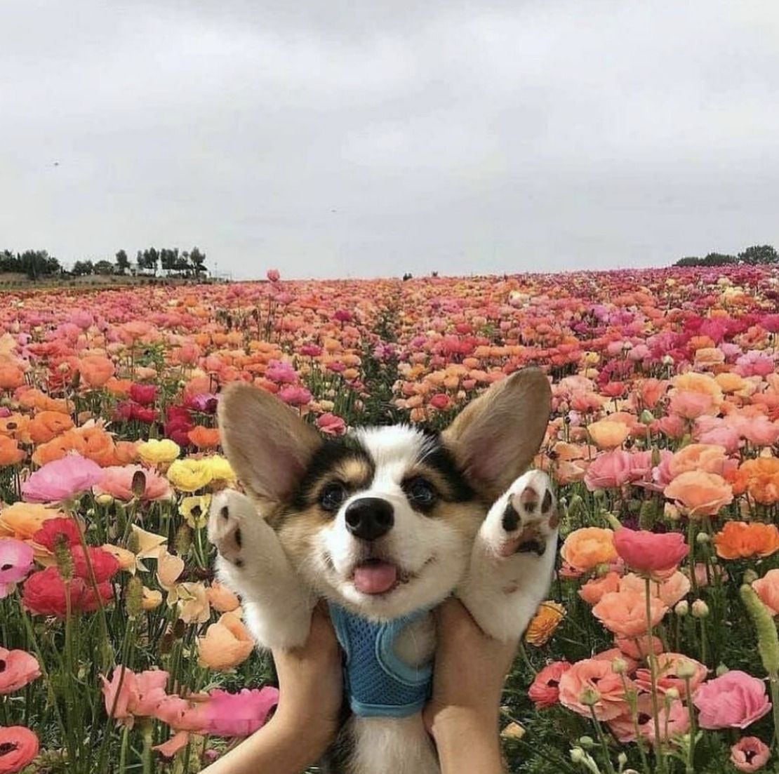 Blessing your feed with this fella