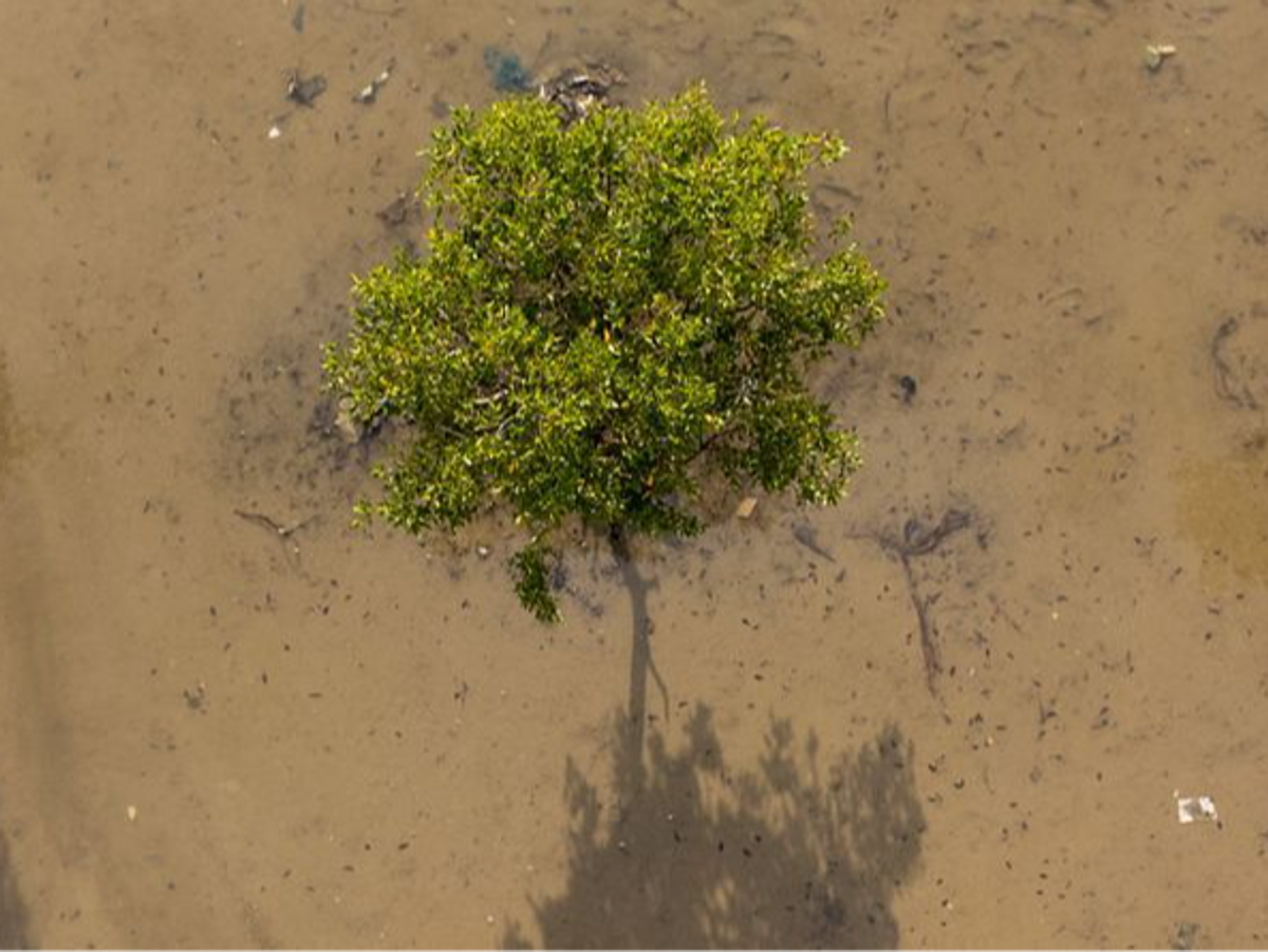 The importance of saving our trees this Clean Air Day🌳
