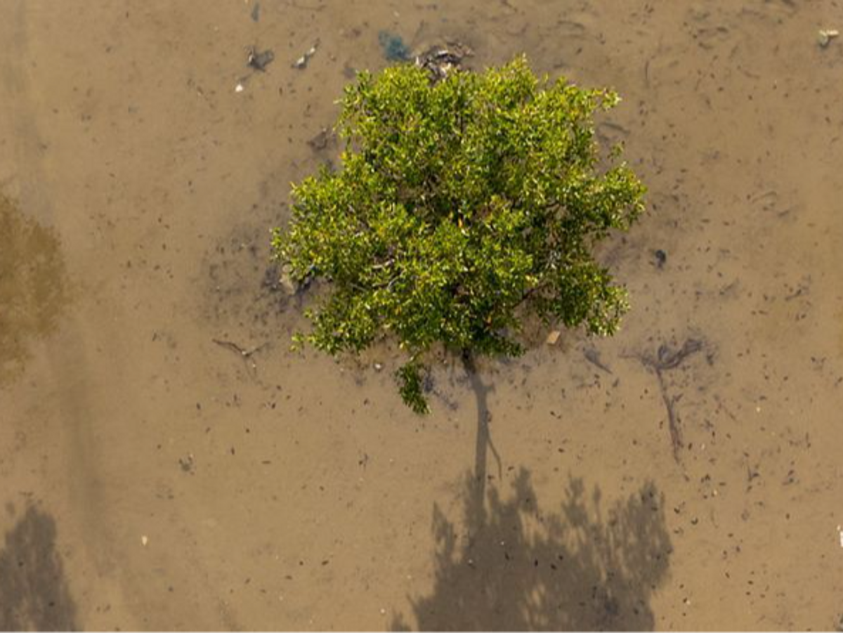 The importance of saving our trees this Clean Air Day🌳