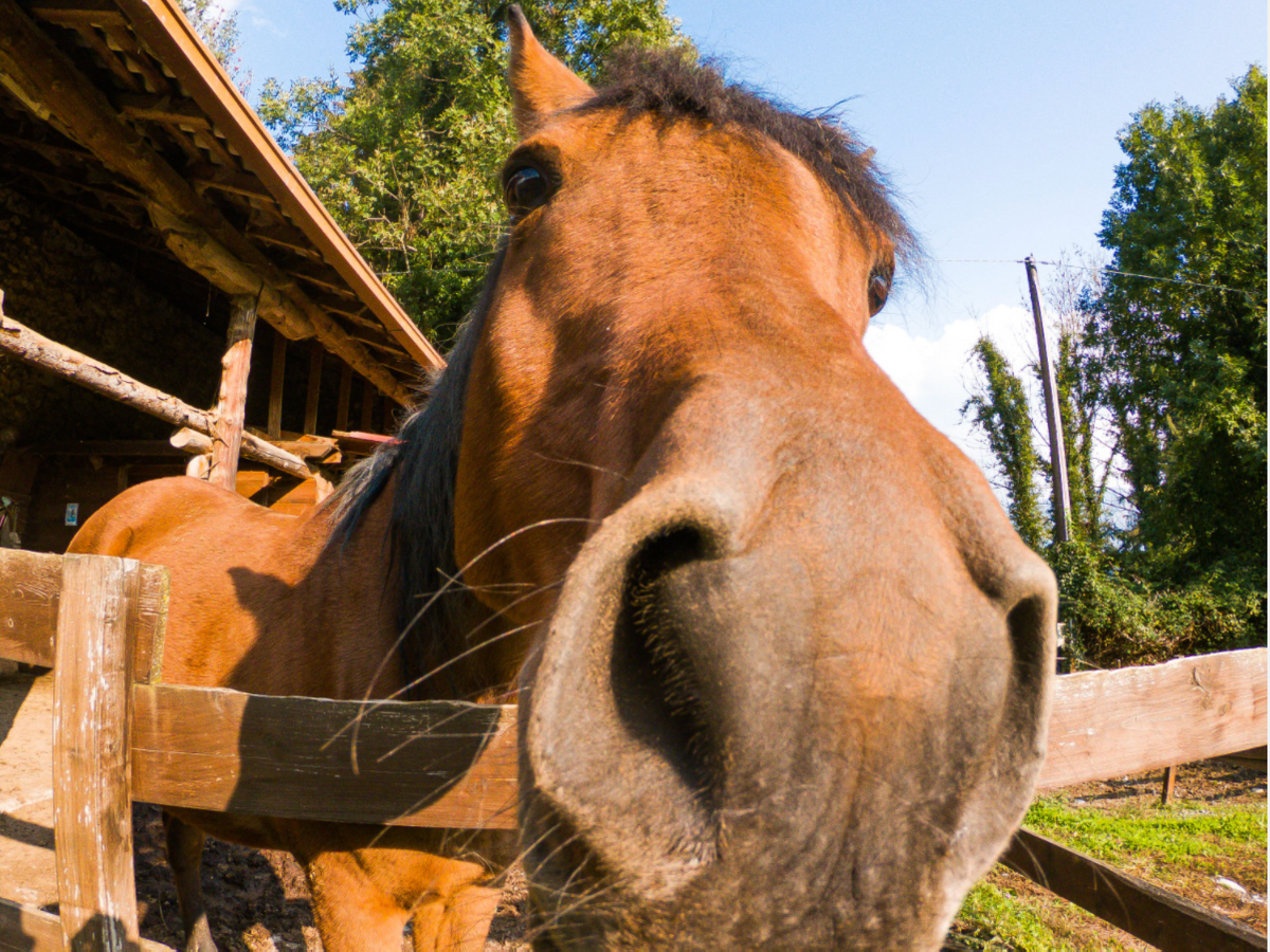 Auf meinem Plan für diesen Sommer steht: so viele Pferde wie möglich zu streicheln