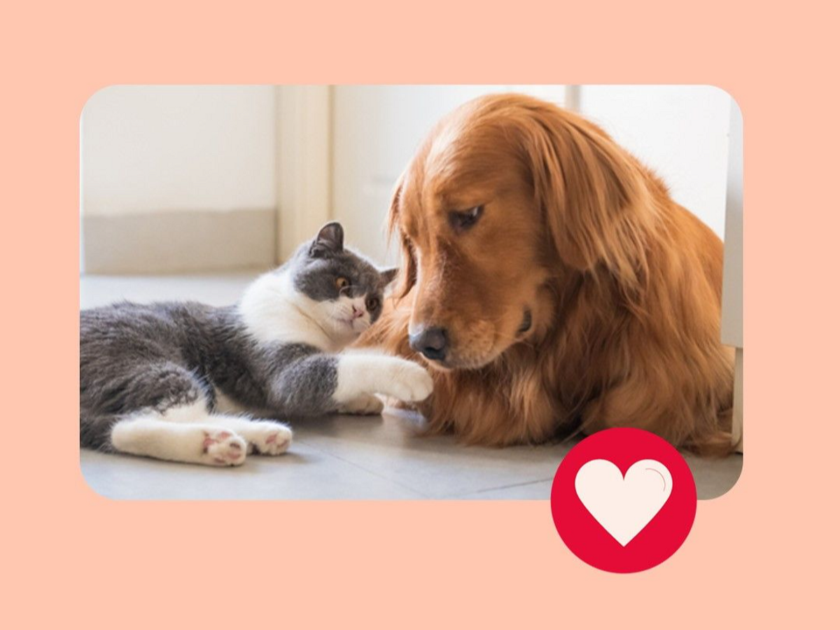 Ici, tu trouveras quelque chose pour toi et ton animal de compagnie.