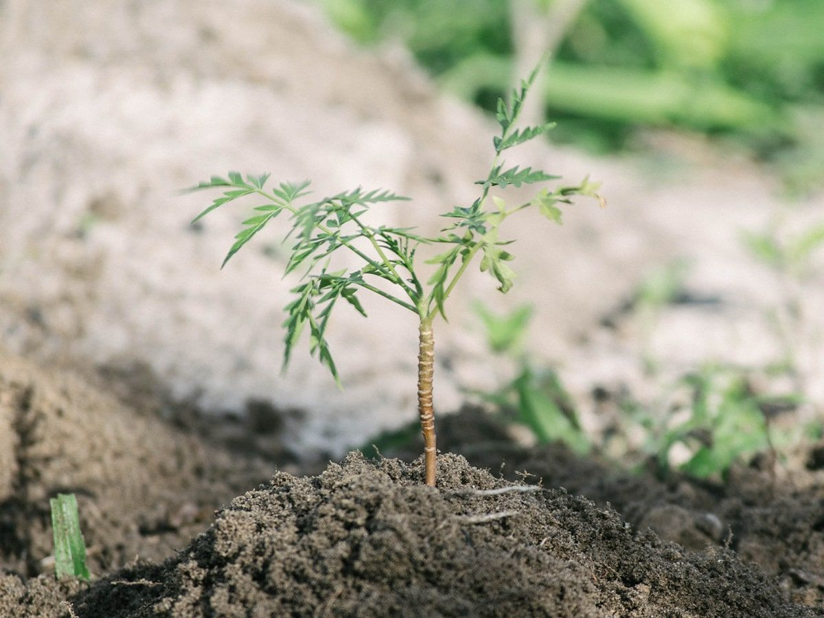 An interview with Louis Lagoutte from One Tree Planted