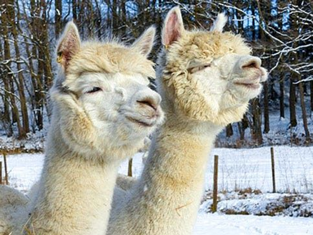 Alpaka Wanderung für 2! 🦙