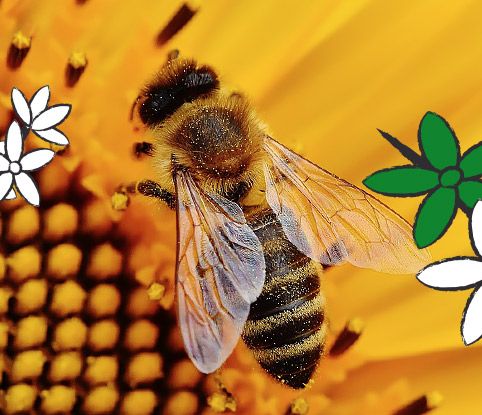 Wir schwärmen für Bienen!