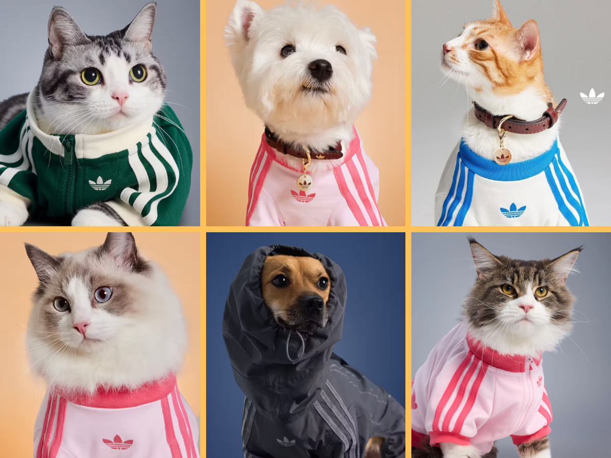 Dress the pets🐾