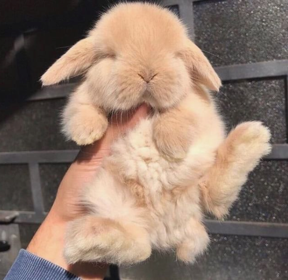 *joins the first zoom of the day like*