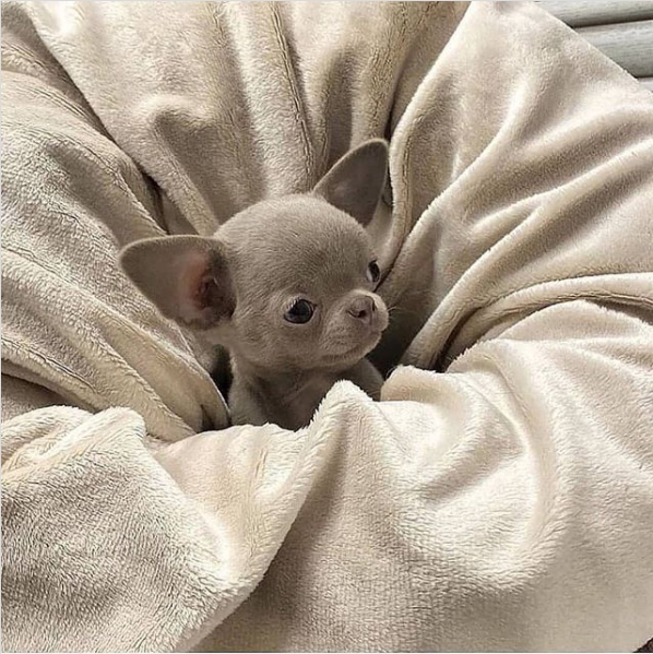 *joins conference call*